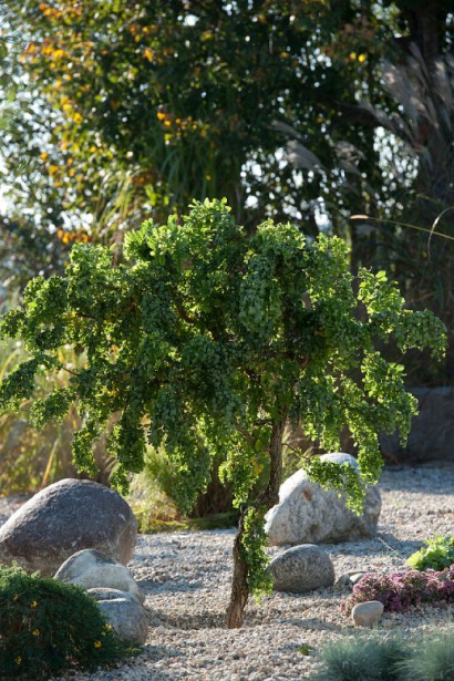 Робиния псевдоакация Tortuosa